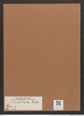 Navicula directa Ralp (de-Toni-Nr.: Genus 1, Species 44) Zeichnungen Sammlung Grunow Mappe 00034 (Herbarium_W_Grunow_drawings_Folder_00034)